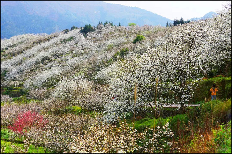 【春天，广西桂林灌阳县向您发出邀请！】我们在灌阳看梨花 - 游山玩水 - 锦州生活社区 - 锦州28生活网 jinzhong.28life.net