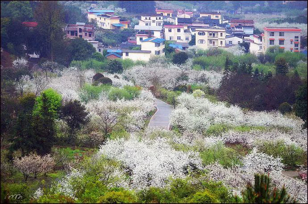 【春天，广西桂林灌阳县向您发出邀请！】我们在灌阳看梨花 - 游山玩水 - 锦州生活社区 - 锦州28生活网 jinzhong.28life.net