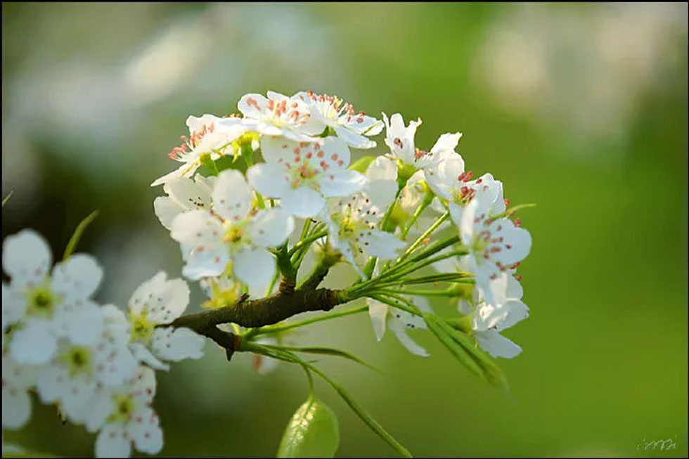 【春天，广西桂林灌阳县向您发出邀请！】我们在灌阳看梨花 - 游山玩水 - 锦州生活社区 - 锦州28生活网 jinzhong.28life.net