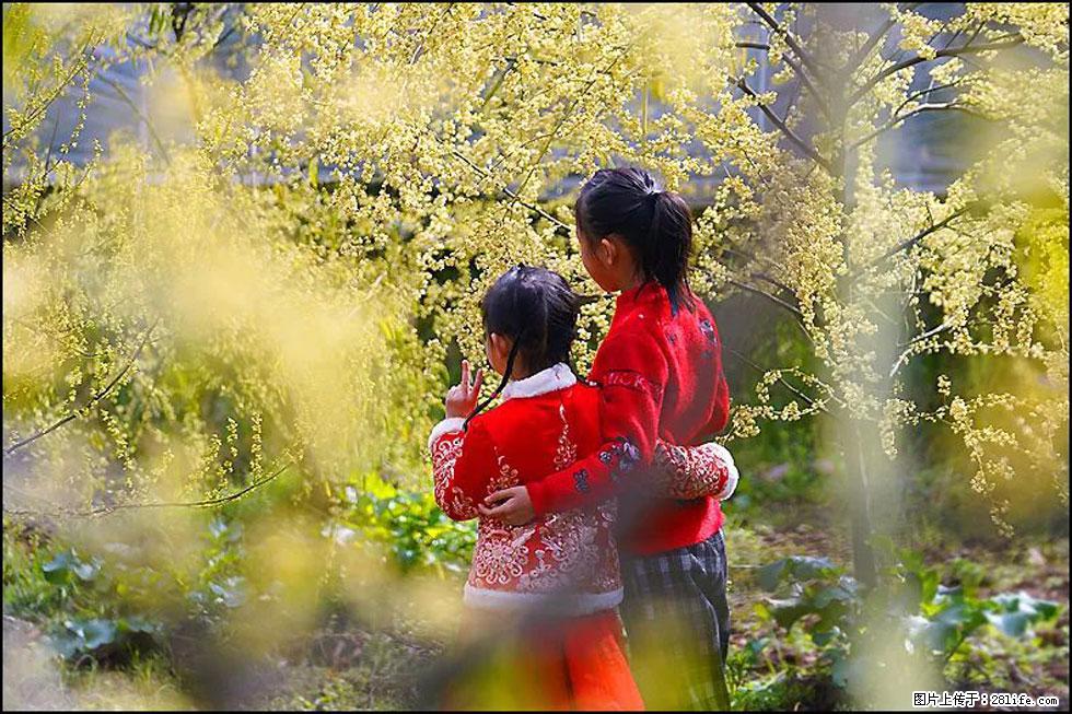 【春天，广西桂林灌阳县向您发出邀请！】米珠山前有片山苍子花在飘香 - 游山玩水 - 锦州生活社区 - 锦州28生活网 jinzhong.28life.net
