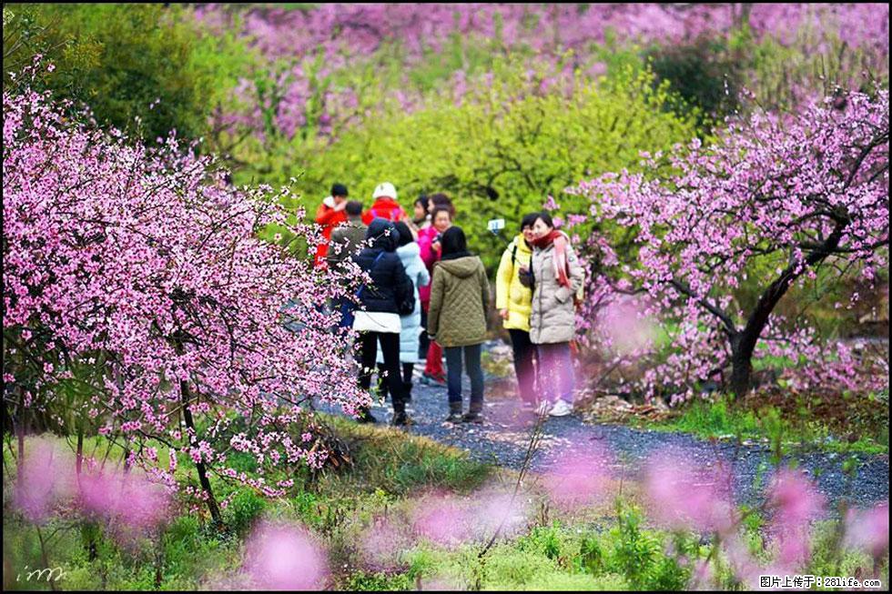 【春天，广西桂林灌阳县向您发出邀请！】官庄村有个醉美的桃花园 - 游山玩水 - 锦州生活社区 - 锦州28生活网 jinzhong.28life.net