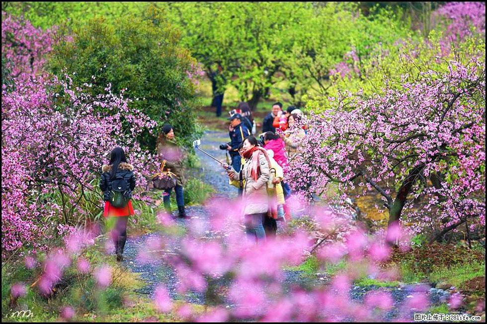【春天，广西桂林灌阳县向您发出邀请！】官庄村有个醉美的桃花园 - 游山玩水 - 锦州生活社区 - 锦州28生活网 jinzhong.28life.net