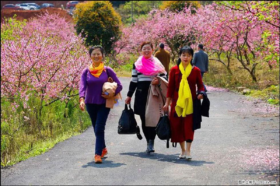 【春天，广西桂林灌阳县向您发出邀请！】官庄村有个醉美的桃花园 - 游山玩水 - 锦州生活社区 - 锦州28生活网 jinzhong.28life.net