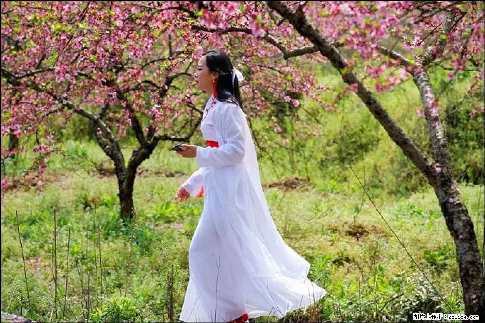 【春天，广西桂林灌阳县向您发出邀请！】官庄村有个醉美的桃花园 - 游山玩水 - 锦州生活社区 - 锦州28生活网 jinzhong.28life.net