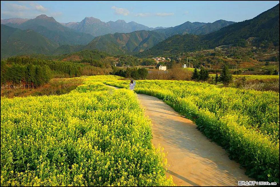 【春天，广西桂林灌阳县向您发出邀请！】长坪村油菜盛情花开 - 游山玩水 - 锦州生活社区 - 锦州28生活网 jinzhong.28life.net