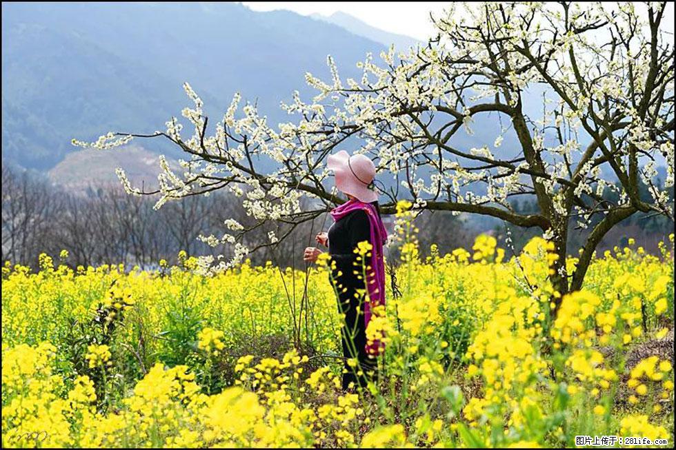 【春天，广西桂林灌阳县向您发出邀请！】长坪村油菜盛情花开 - 游山玩水 - 锦州生活社区 - 锦州28生活网 jinzhong.28life.net