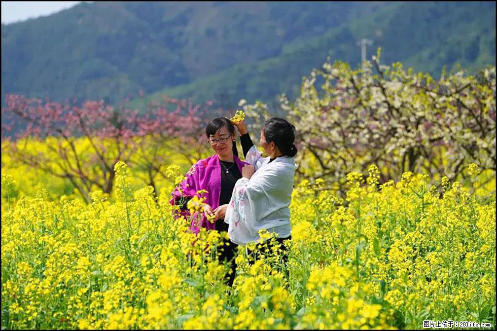【春天，广西桂林灌阳县向您发出邀请！】长坪村油菜盛情花开 - 游山玩水 - 锦州生活社区 - 锦州28生活网 jinzhong.28life.net