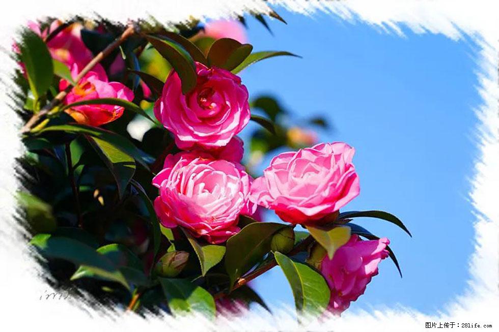 【春天，广西桂林灌阳县向您发出邀请！】杨柳井茶花惹人爱 - 游山玩水 - 锦州生活社区 - 锦州28生活网 jinzhong.28life.net