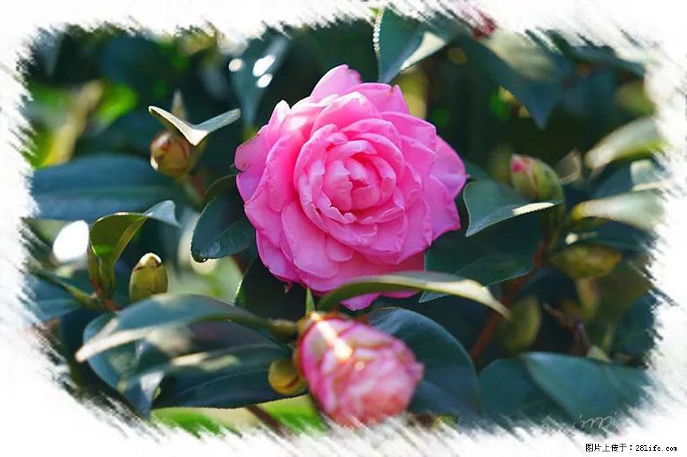 【春天，广西桂林灌阳县向您发出邀请！】杨柳井茶花惹人爱 - 游山玩水 - 锦州生活社区 - 锦州28生活网 jinzhong.28life.net