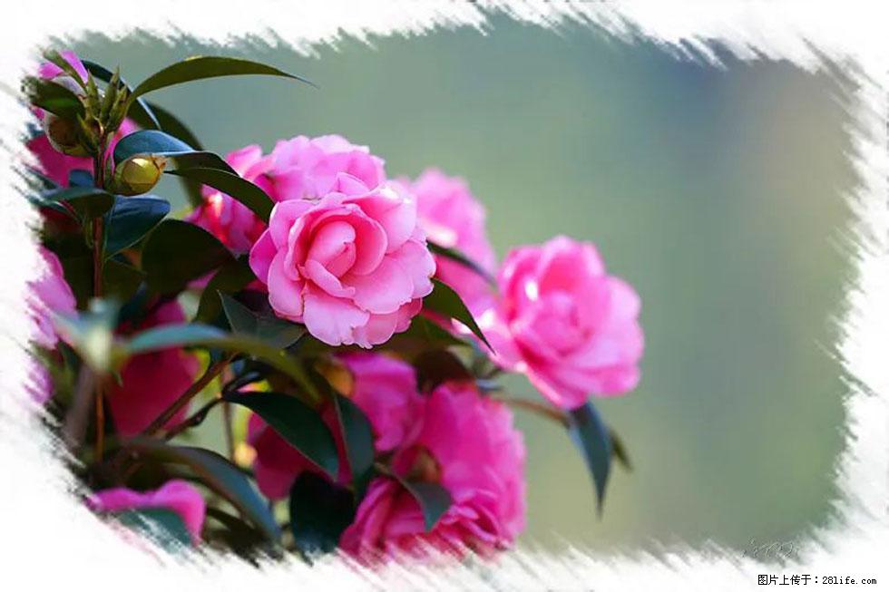 【春天，广西桂林灌阳县向您发出邀请！】杨柳井茶花惹人爱 - 游山玩水 - 锦州生活社区 - 锦州28生活网 jinzhong.28life.net