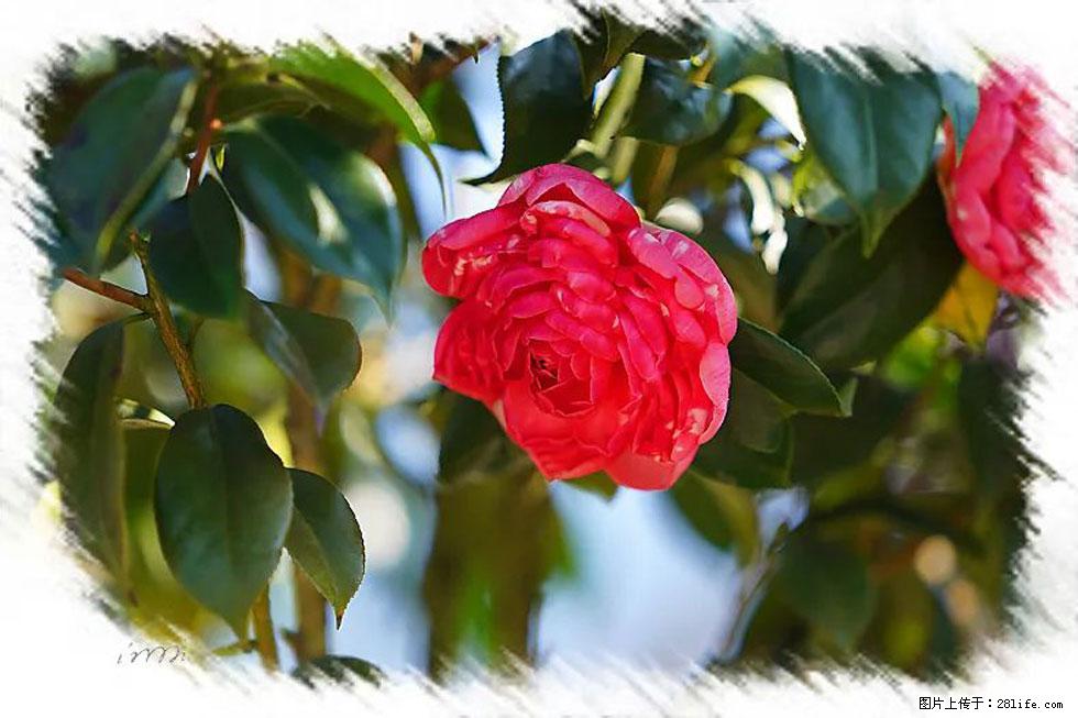【春天，广西桂林灌阳县向您发出邀请！】杨柳井茶花惹人爱 - 游山玩水 - 锦州生活社区 - 锦州28生活网 jinzhong.28life.net