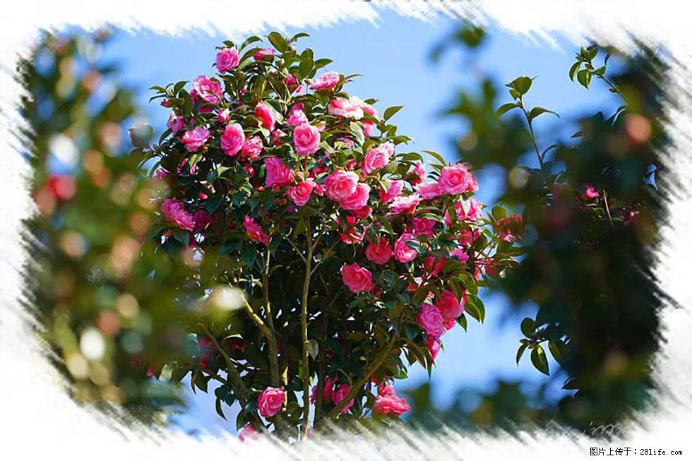 【春天，广西桂林灌阳县向您发出邀请！】杨柳井茶花惹人爱 - 游山玩水 - 锦州生活社区 - 锦州28生活网 jinzhong.28life.net