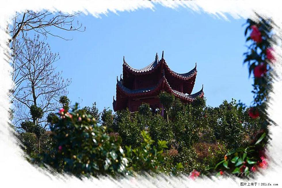 【春天，广西桂林灌阳县向您发出邀请！】杨柳井茶花惹人爱 - 游山玩水 - 锦州生活社区 - 锦州28生活网 jinzhong.28life.net
