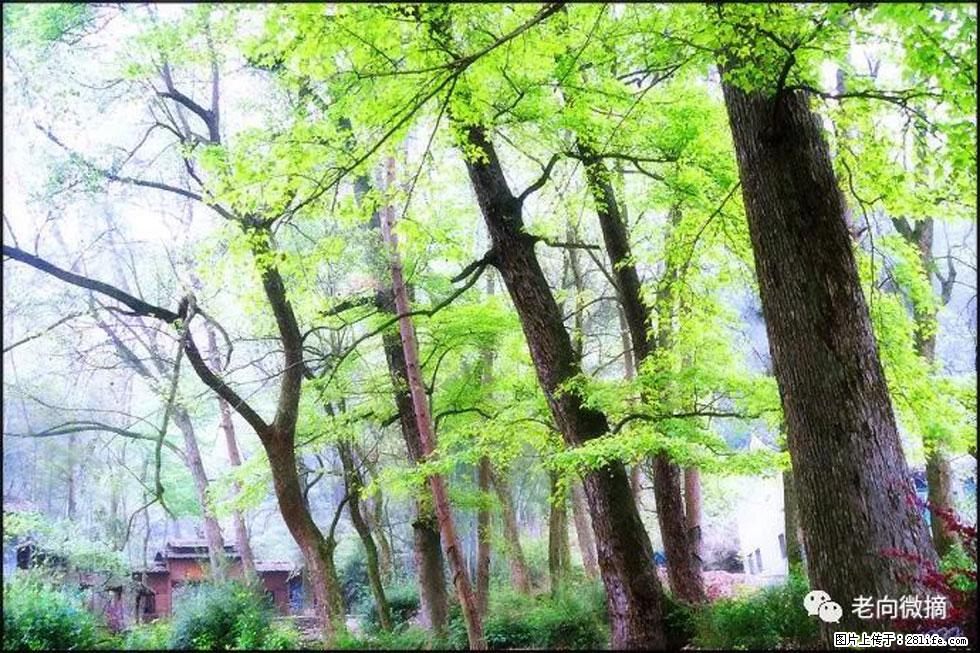 【春天，广西桂林灌阳县向您发出邀请！】在小龙村与春天约会 - 游山玩水 - 锦州生活社区 - 锦州28生活网 jinzhong.28life.net