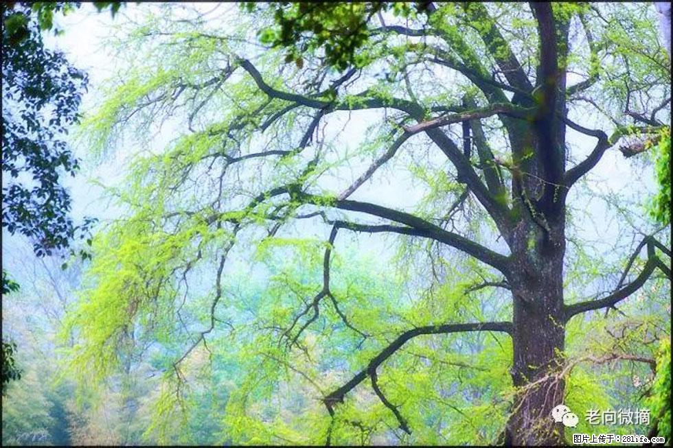 【春天，广西桂林灌阳县向您发出邀请！】在小龙村与春天约会 - 游山玩水 - 锦州生活社区 - 锦州28生活网 jinzhong.28life.net