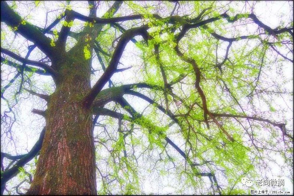 【春天，广西桂林灌阳县向您发出邀请！】在小龙村与春天约会 - 游山玩水 - 锦州生活社区 - 锦州28生活网 jinzhong.28life.net