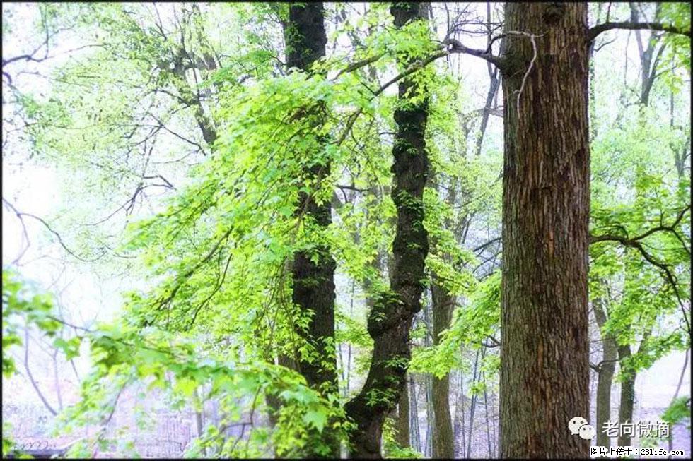 【春天，广西桂林灌阳县向您发出邀请！】在小龙村与春天约会 - 游山玩水 - 锦州生活社区 - 锦州28生活网 jinzhong.28life.net