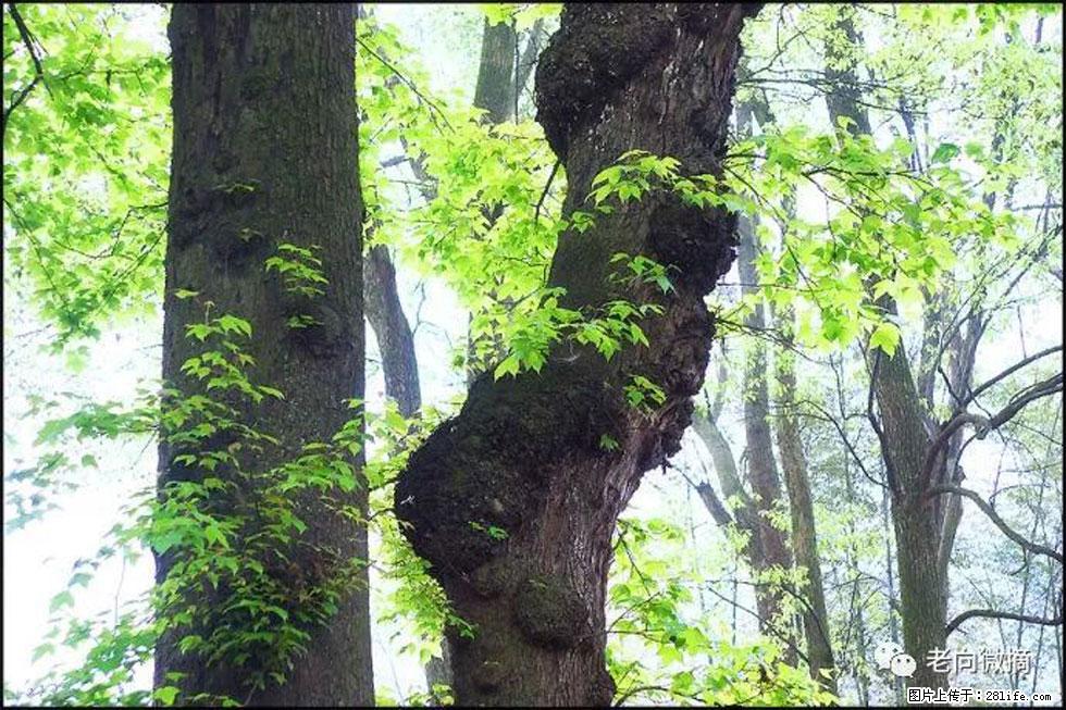 【春天，广西桂林灌阳县向您发出邀请！】在小龙村与春天约会 - 游山玩水 - 锦州生活社区 - 锦州28生活网 jinzhong.28life.net