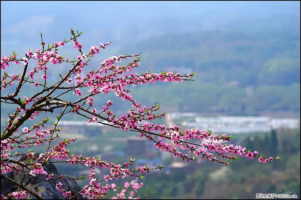 【春天，广西桂林灌阳县向您发出邀请！】望月岭上桃花开 - 游山玩水 - 锦州生活社区 - 锦州28生活网 jinzhong.28life.net