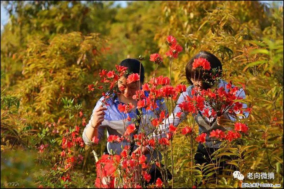 【春天，广西桂林灌阳县向您发出邀请！】登麒麟山，相约映山红 - 游山玩水 - 锦州生活社区 - 锦州28生活网 jinzhong.28life.net