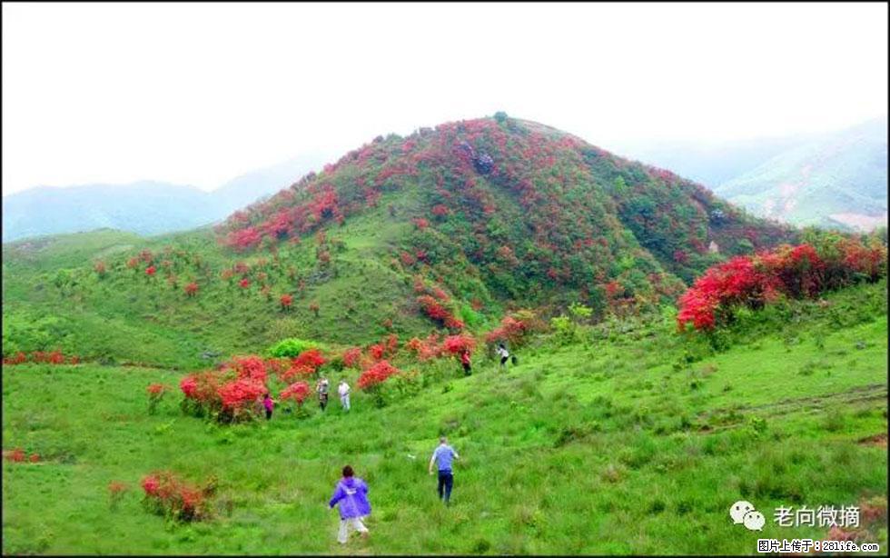 【春天，广西桂林灌阳县向您发出邀请！】宝盖山上映山红 - 游山玩水 - 锦州生活社区 - 锦州28生活网 jinzhong.28life.net
