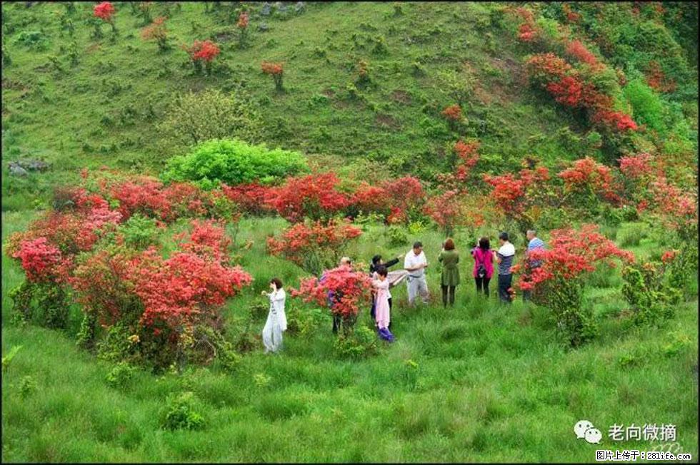 【春天，广西桂林灌阳县向您发出邀请！】宝盖山上映山红 - 游山玩水 - 锦州生活社区 - 锦州28生活网 jinzhong.28life.net