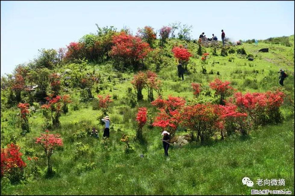 【春天，广西桂林灌阳县向您发出邀请！】宝盖山上映山红 - 游山玩水 - 锦州生活社区 - 锦州28生活网 jinzhong.28life.net