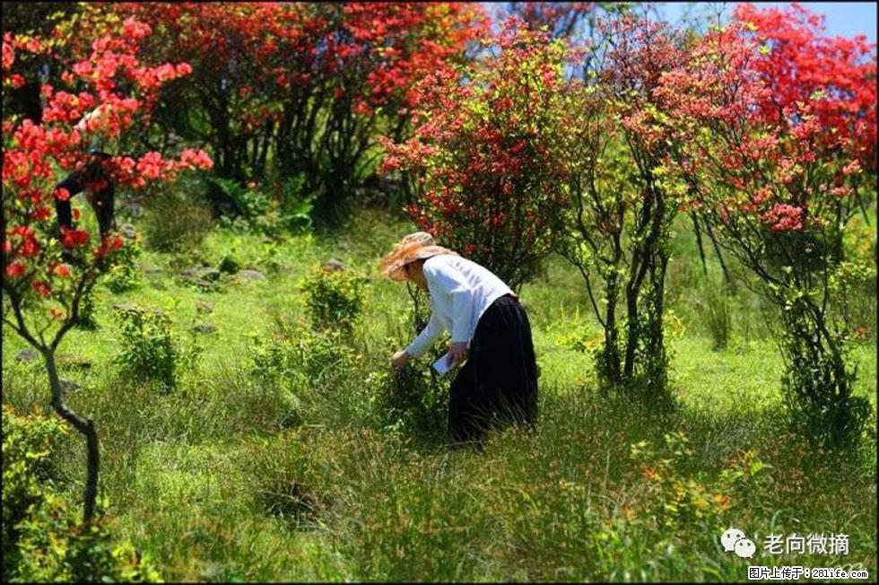 【春天，广西桂林灌阳县向您发出邀请！】宝盖山上映山红 - 游山玩水 - 锦州生活社区 - 锦州28生活网 jinzhong.28life.net