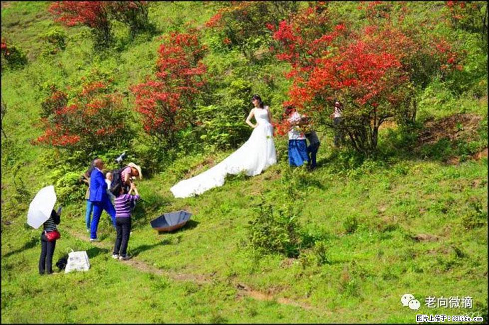 【春天，广西桂林灌阳县向您发出邀请！】宝盖山上映山红 - 游山玩水 - 锦州生活社区 - 锦州28生活网 jinzhong.28life.net