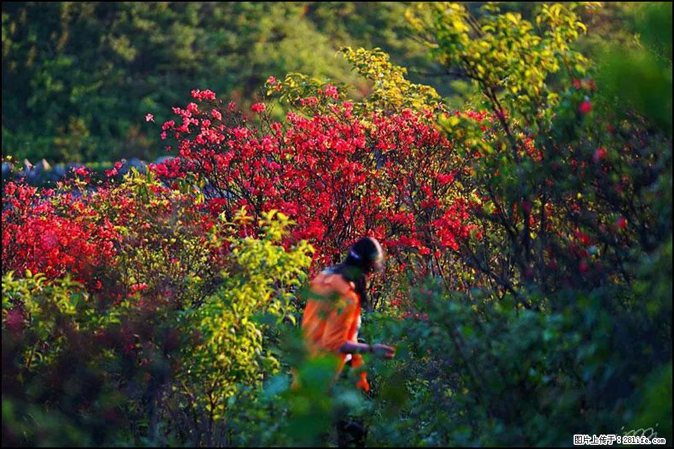 【春天，广西桂林灌阳县向您发出邀请！】春木界上映山红 - 游山玩水 - 锦州生活社区 - 锦州28生活网 jinzhong.28life.net
