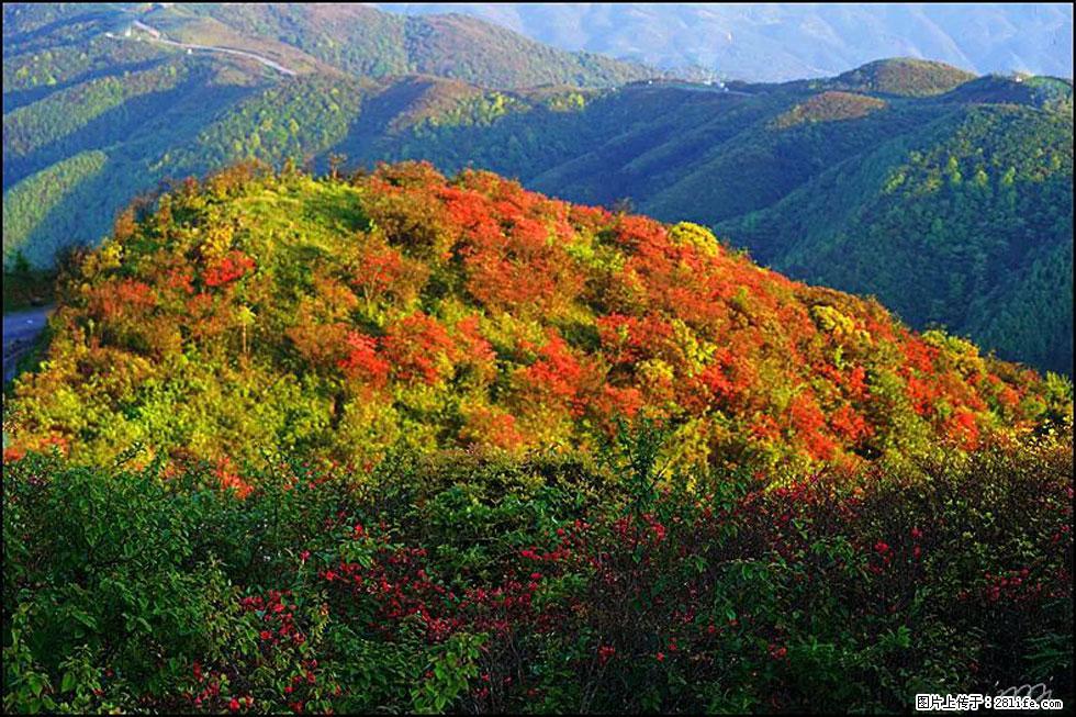 【春天，广西桂林灌阳县向您发出邀请！】春木界上映山红 - 游山玩水 - 锦州生活社区 - 锦州28生活网 jinzhong.28life.net
