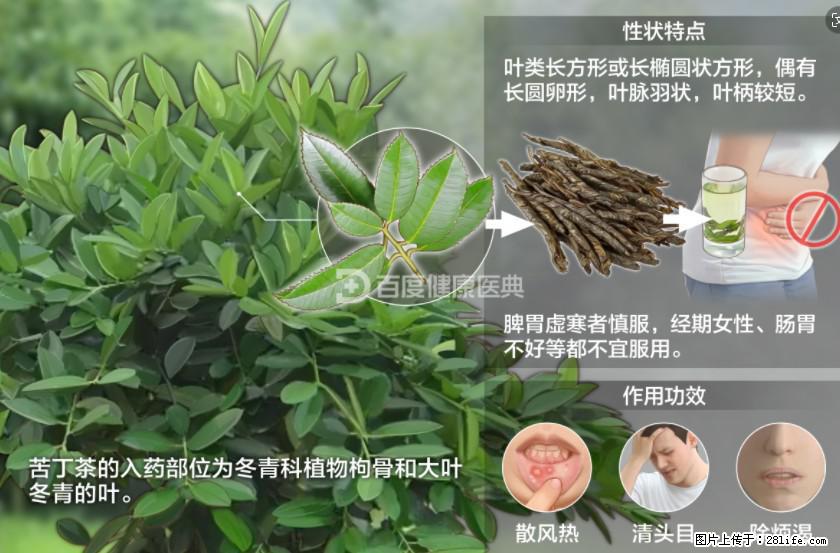 苦丁茶有哪些功效和作用 - 生活百科 - 锦州生活社区 - 锦州28生活网 jinzhong.28life.net