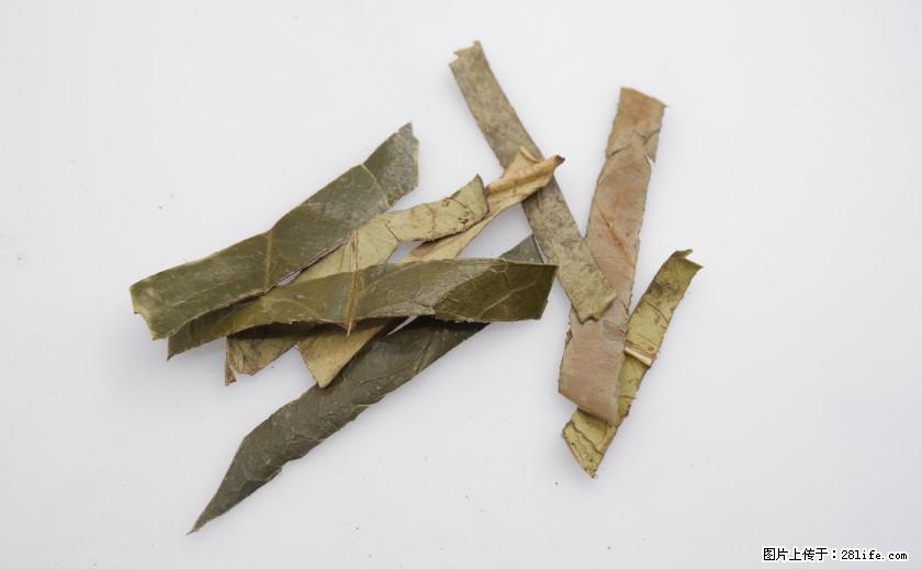 苦丁茶有哪些功效和作用 - 生活百科 - 锦州生活社区 - 锦州28生活网 jinzhong.28life.net