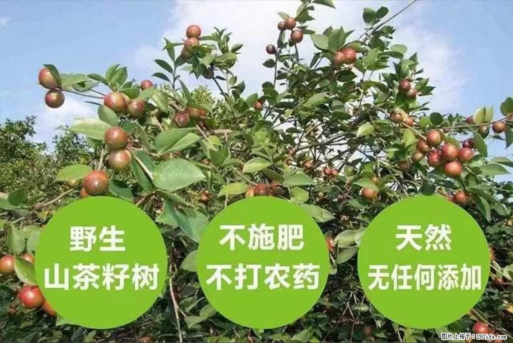 【灌阳县油茶产业示范区】一个有着充实的精神生活的人，对待身外之物自会有一种淡泊的态度 - 土特产 - 饮食特产 - 锦州分类信息 - 锦州28生活网 jinzhong.28life.net