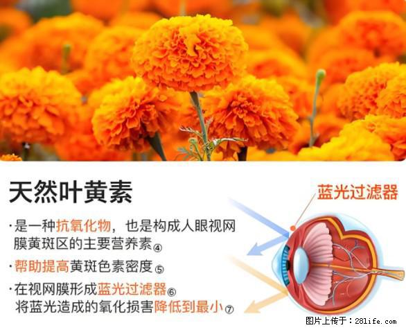叶黄素有什么功效和作用 - 生活百科 - 锦州生活社区 - 锦州28生活网 jinzhong.28life.net
