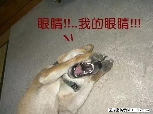 笑癫了！一女的怀孕三年未生，他终于忍不住了... - 娱乐八卦 - 锦州生活社区 - 锦州28生活网 jinzhong.28life.net