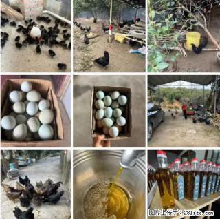 油茶园从小鸡仔开始养起的纯土鸡、土鸡蛋可以预定啦！还有前几天刚榨的纯山茶油哦 - 锦州28生活网 jinzhong.28life.net