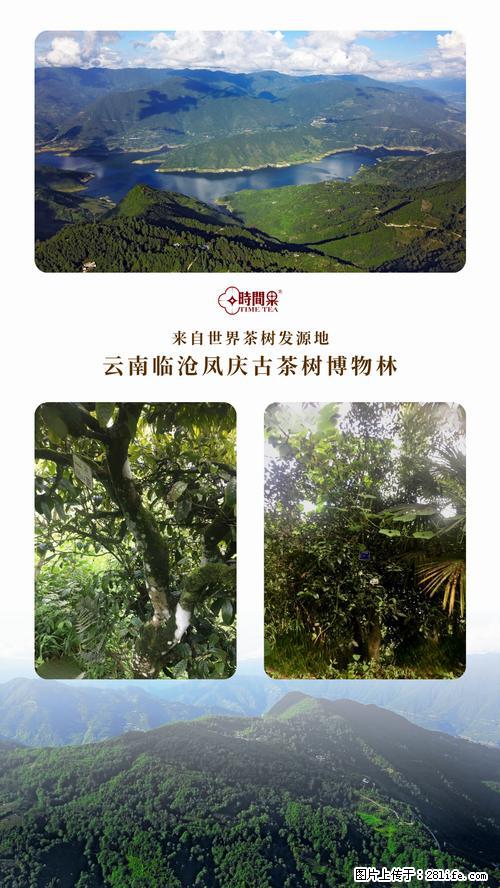 时间果百年古树2025年春红茶 - 购物交流 - 锦州生活社区 - 锦州28生活网 jinzhong.28life.net