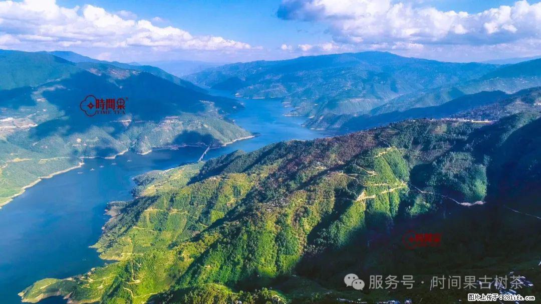 时间果百年古树龙珠普洱生茶 - 购物交流 - 锦州生活社区 - 锦州28生活网 jinzhong.28life.net