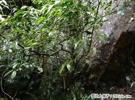平乐石崖茶，珍贵仅次于金花茶 - 锦州生活资讯 - 锦州28生活网 jinzhong.28life.net
