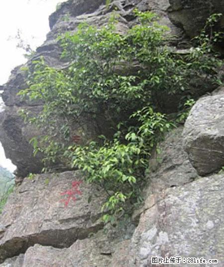 平乐石崖茶，珍贵仅次于金花茶 - 锦州生活资讯 - 锦州28生活网 jinzhong.28life.net